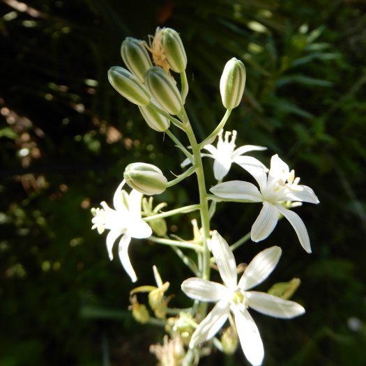 Ornithogalum narbonense